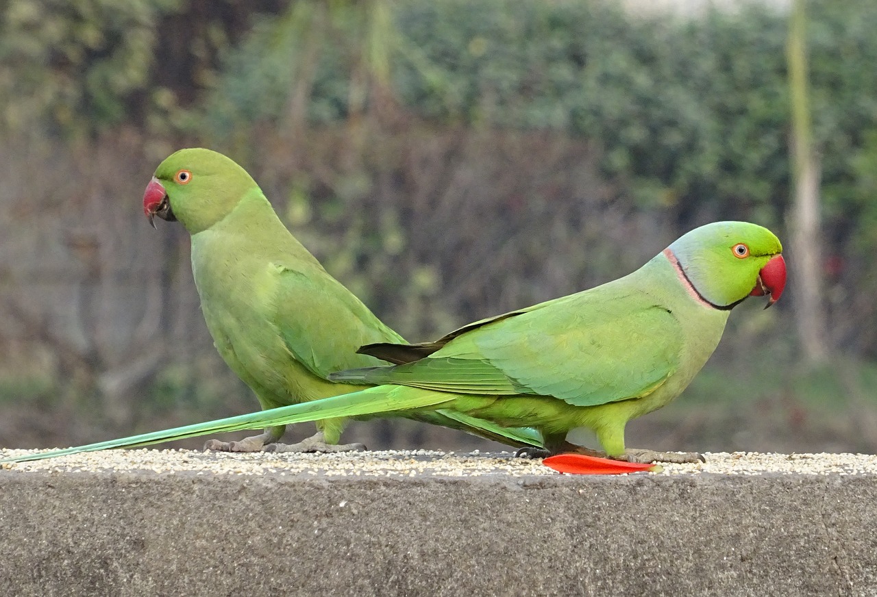 bird parakeet green free photo