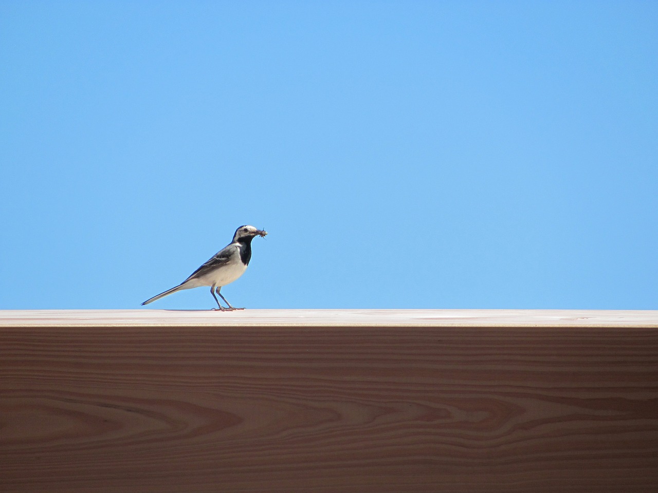 bird summer sun free photo