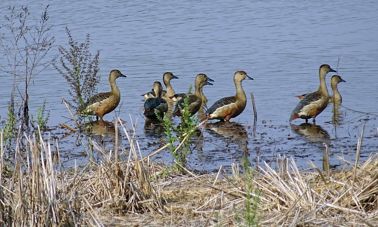 bird duck avian free photo