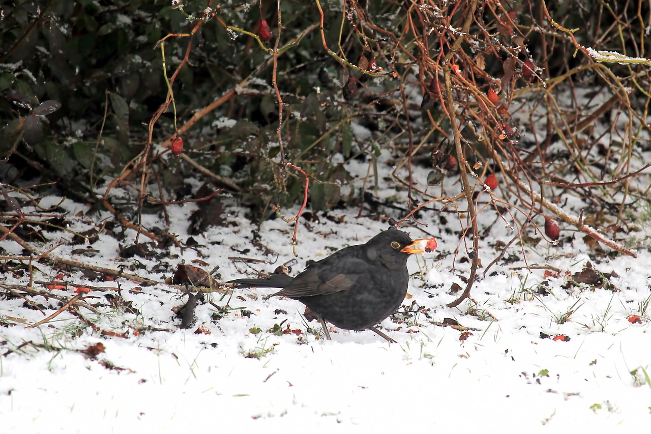 bird blackbird winter free photo