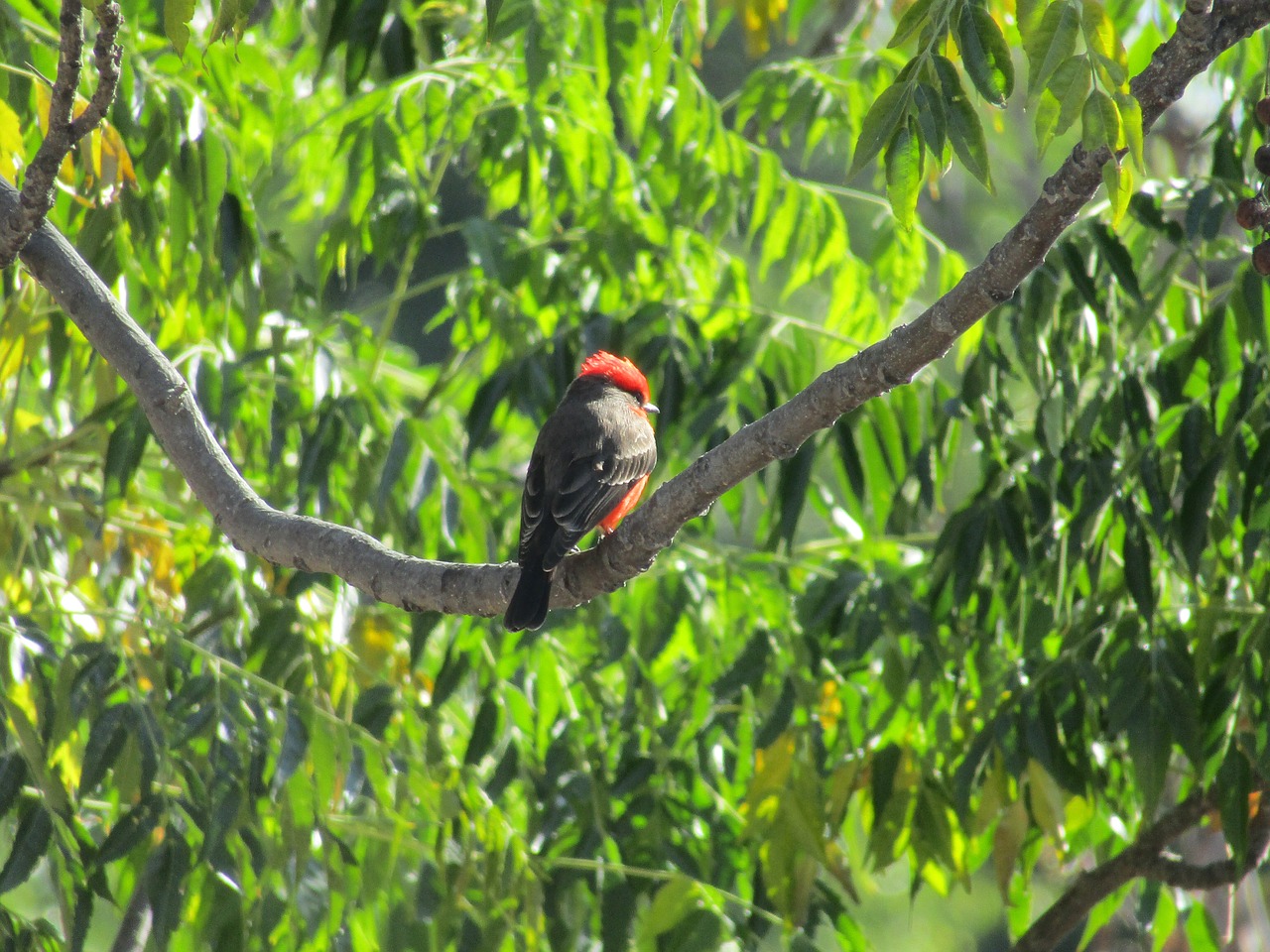 bird nature branch free photo