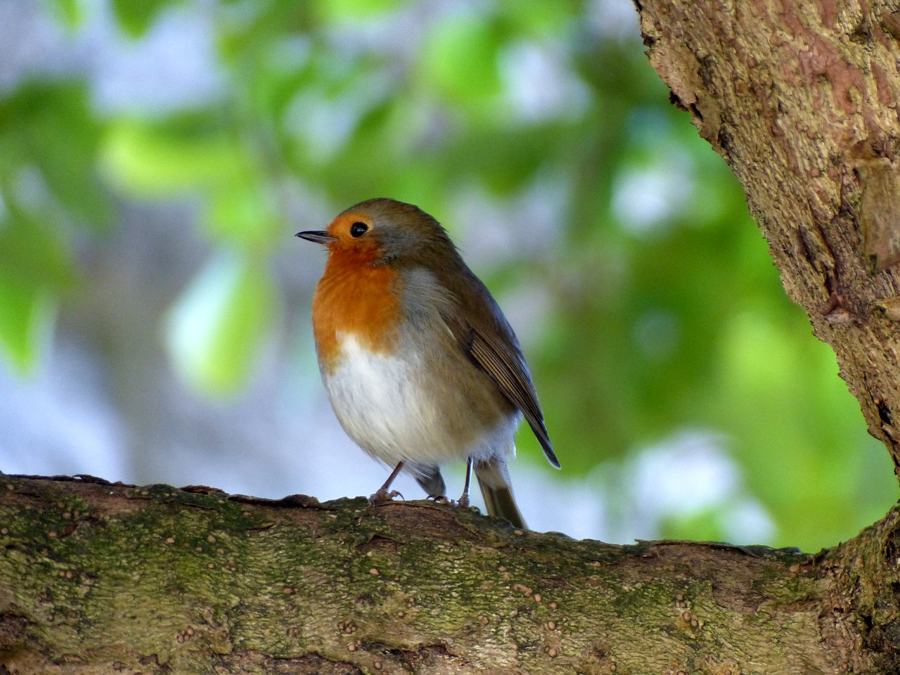 bird robin nature free photo