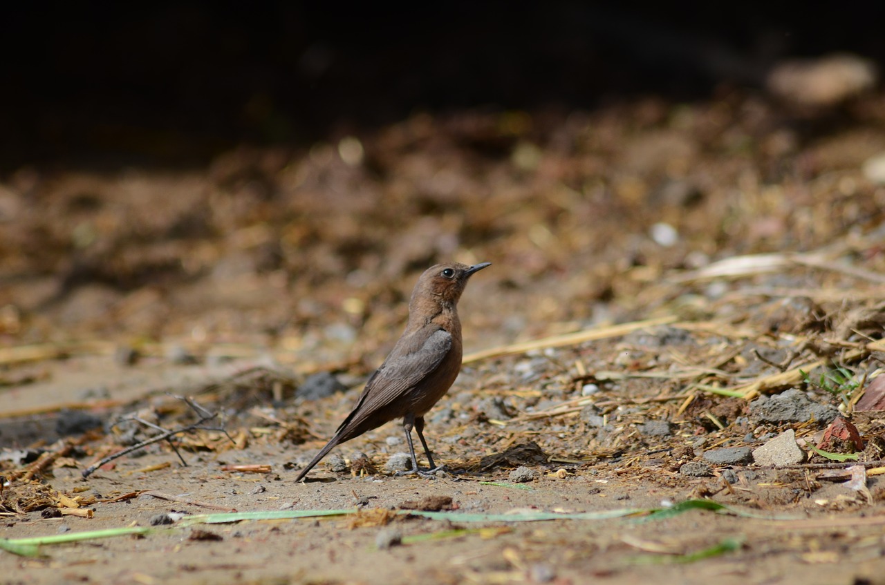 bird nature feather free photo