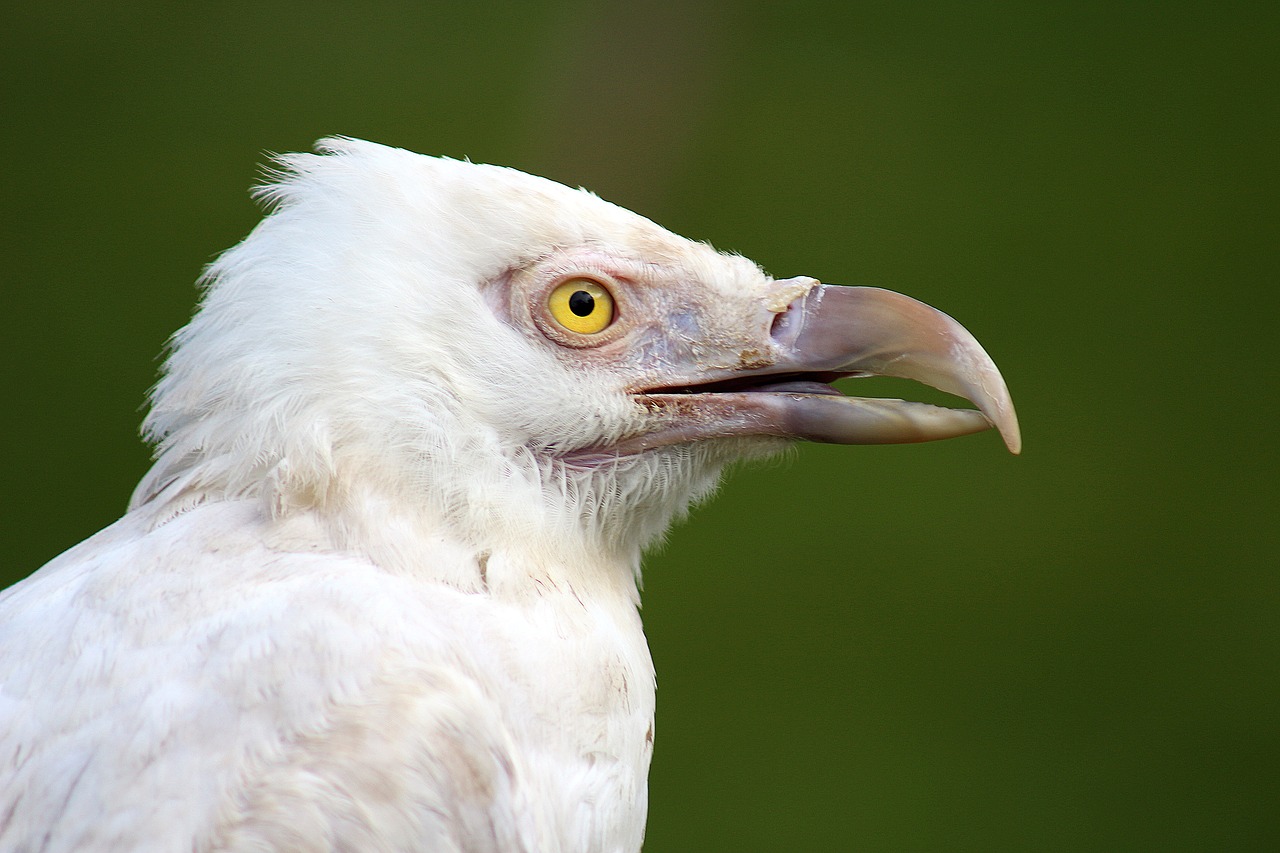 bird feathered feather free photo