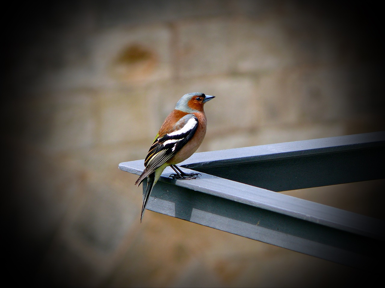 bird vogel animal free photo