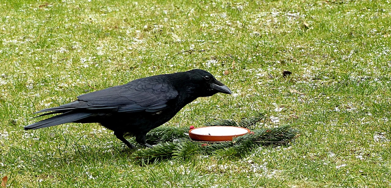 bird crow corvidae free photo