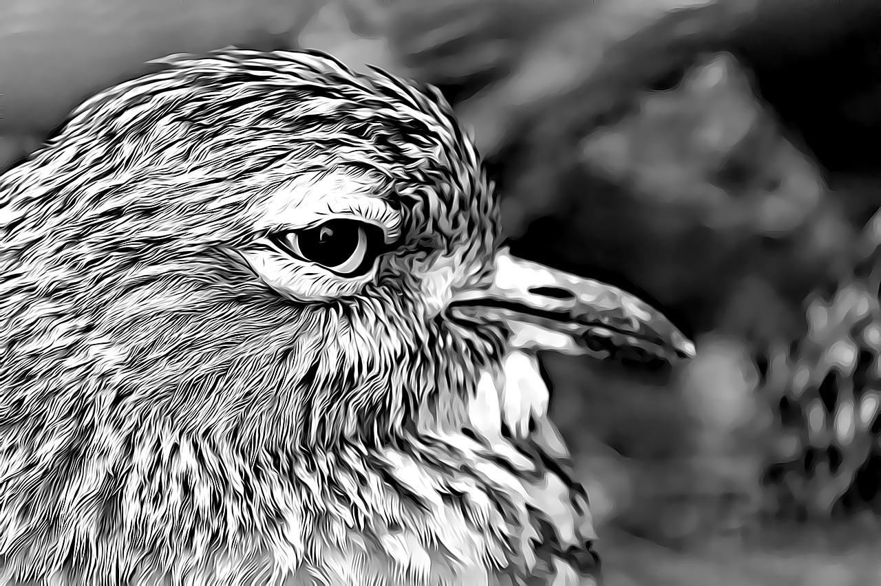 bird digital graphics free photo