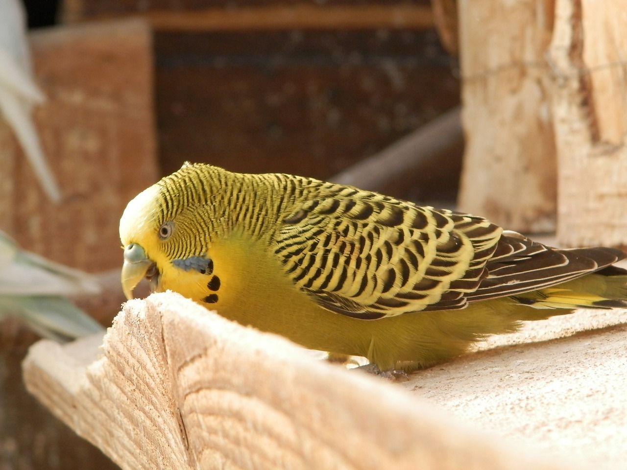 bird parakeet parakeet corrugated free photo