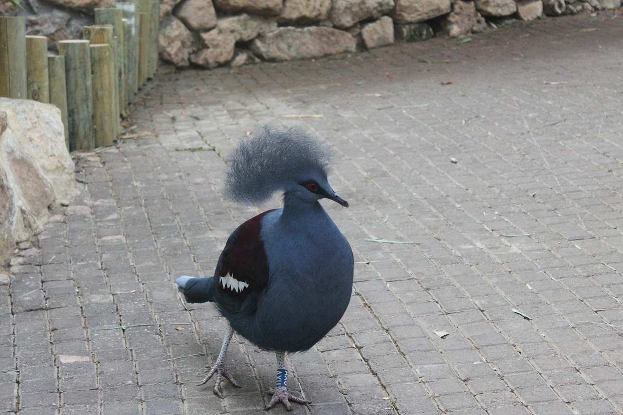 bird animal songbird free photo