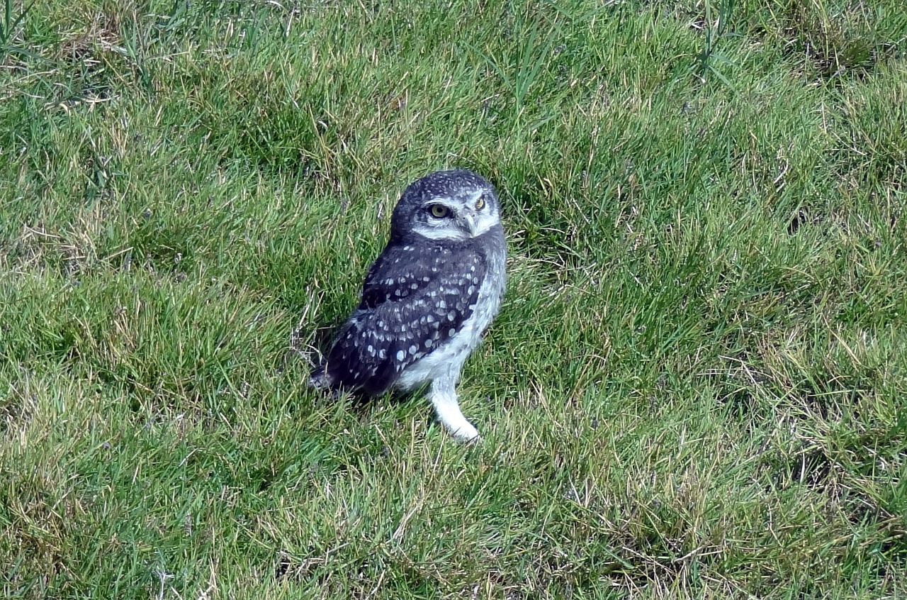 bird owl spotted owlet free photo