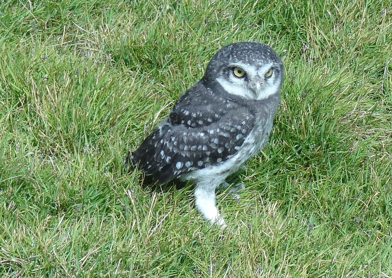 bird owl spotted owlet free photo