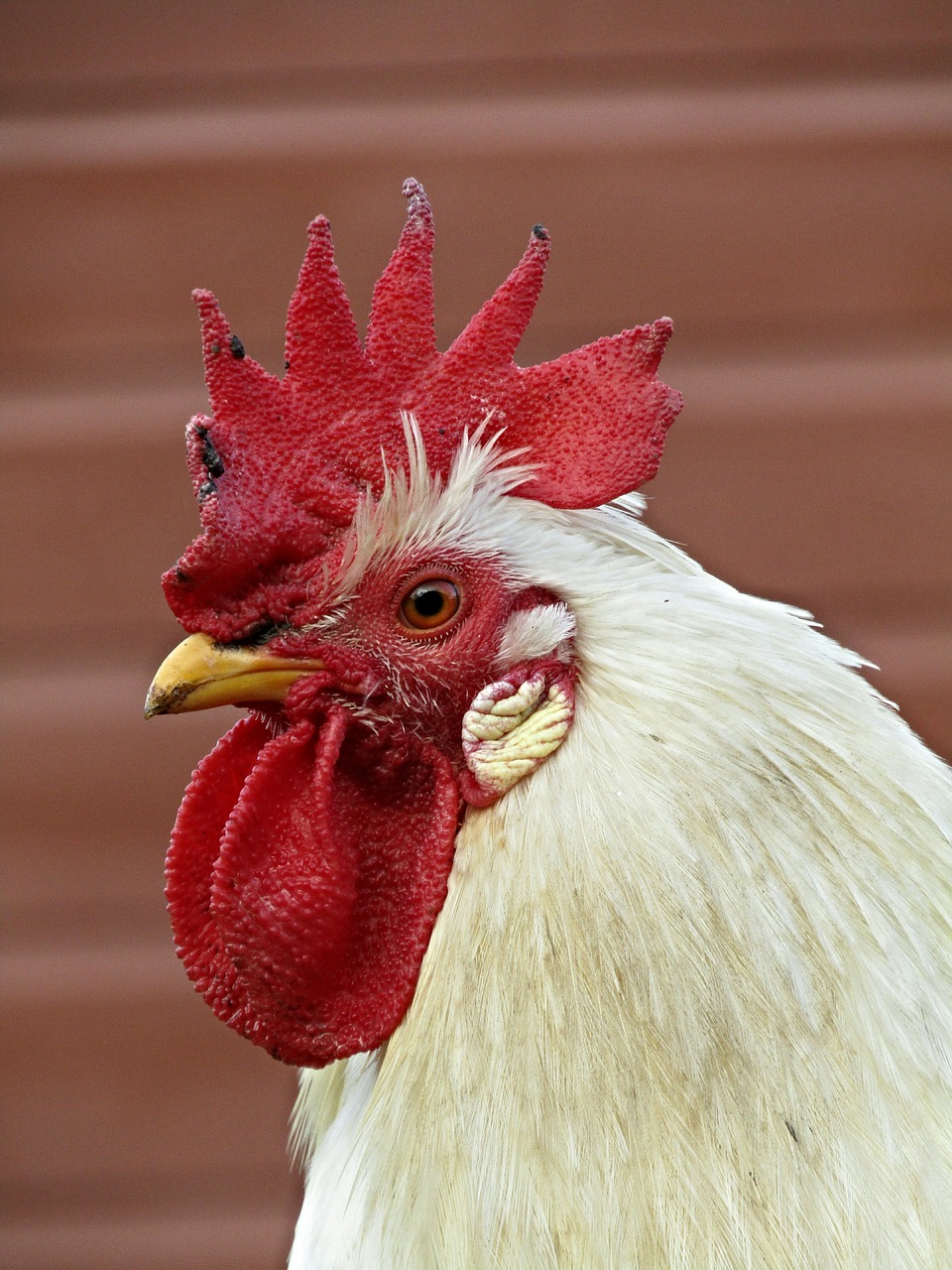 bird farm rooster free photo