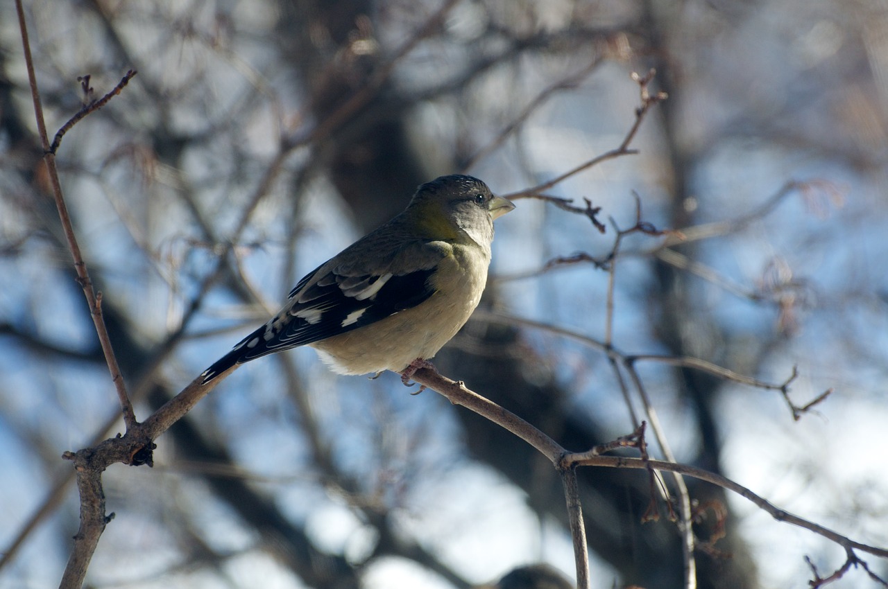 bird tree branch free photo