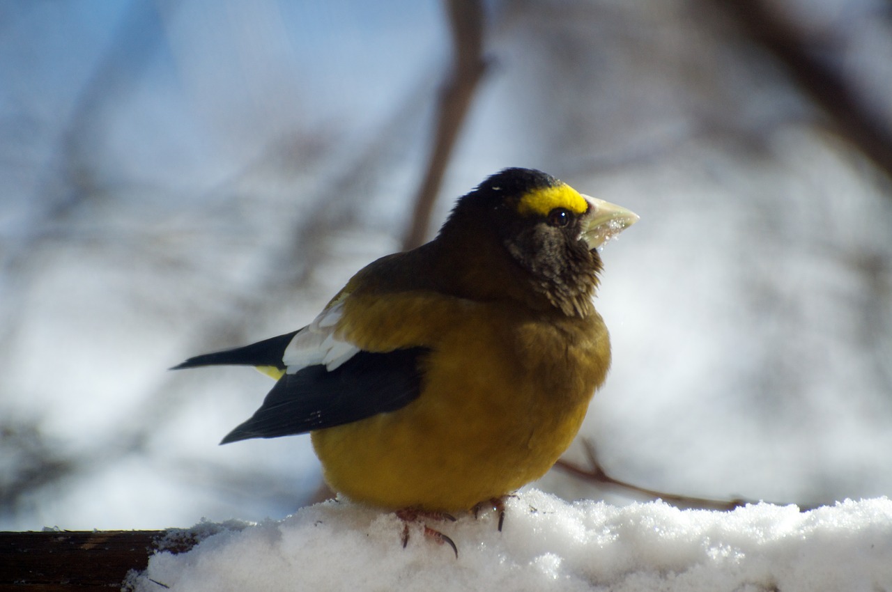 bird nature winter free photo