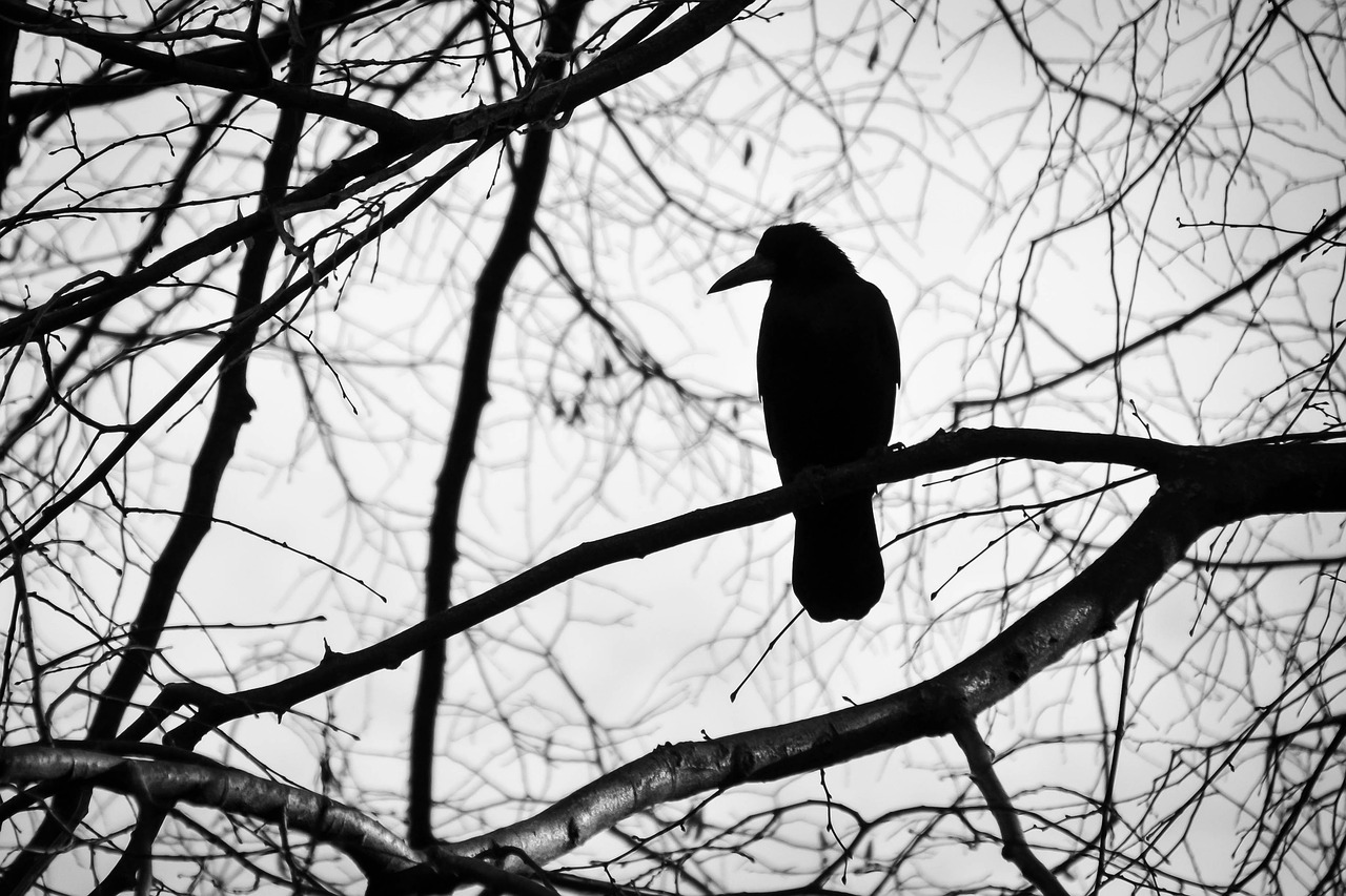 bird tree black and white free photo