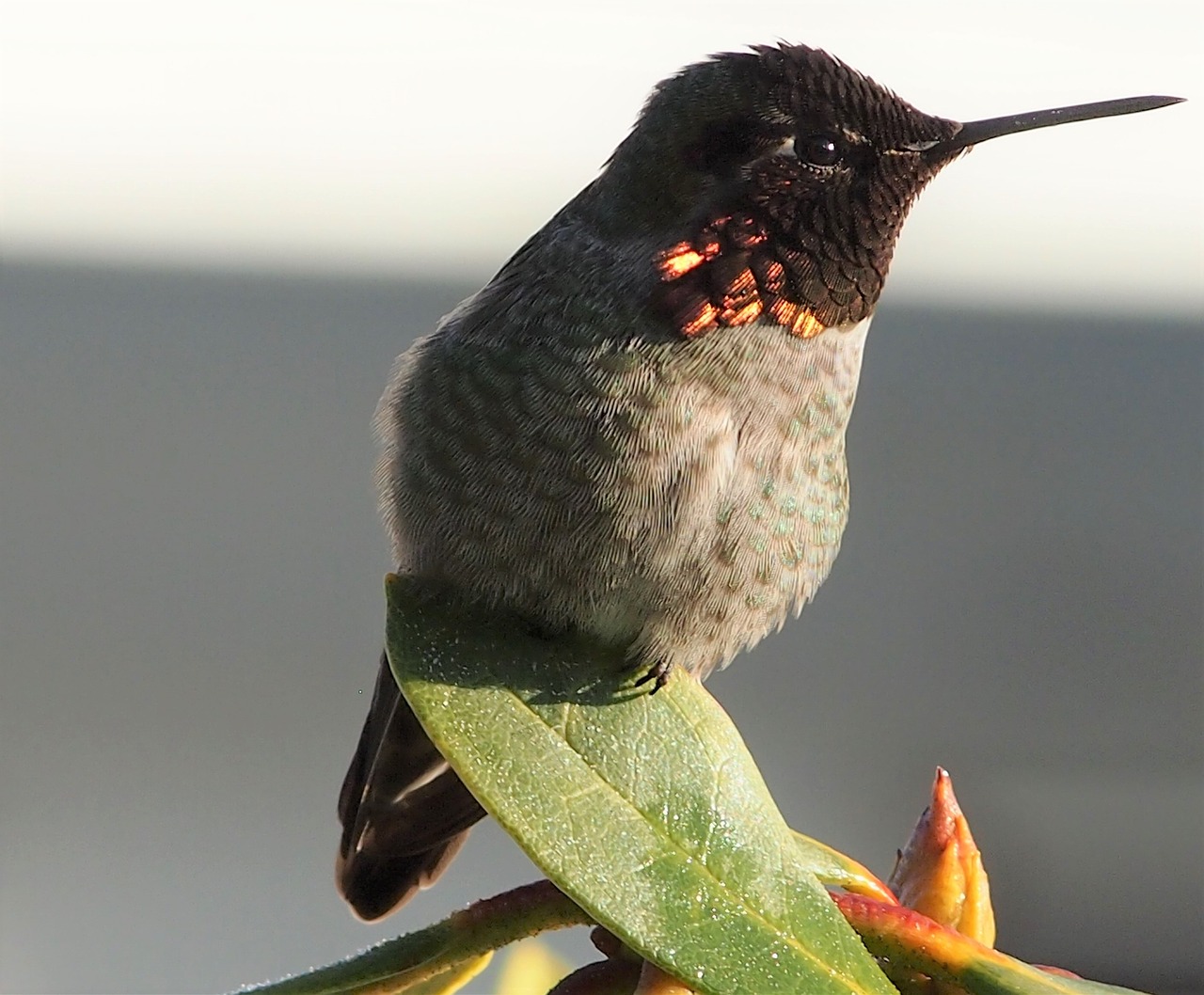 bird low light nature free photo