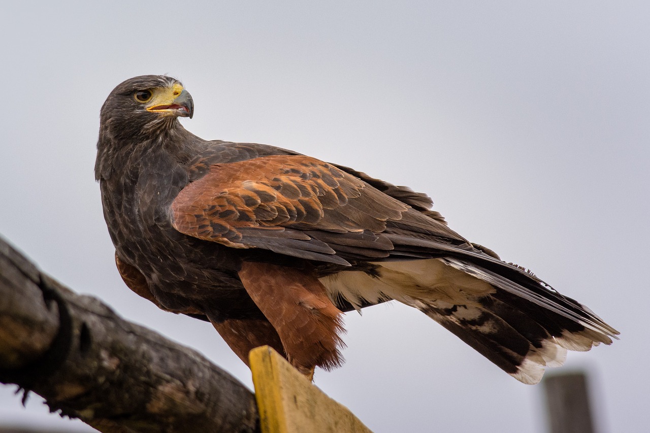 bird animal adler free photo