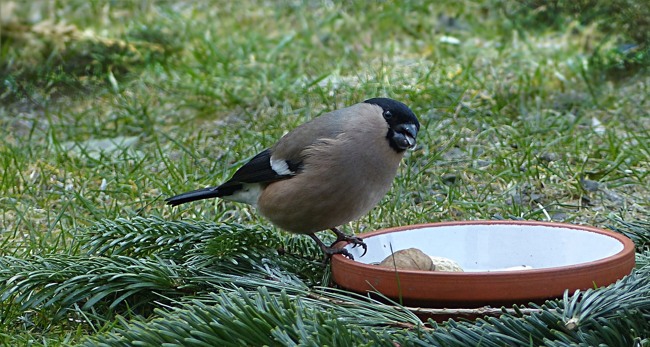 bird bullfinch pyrrhula free photo