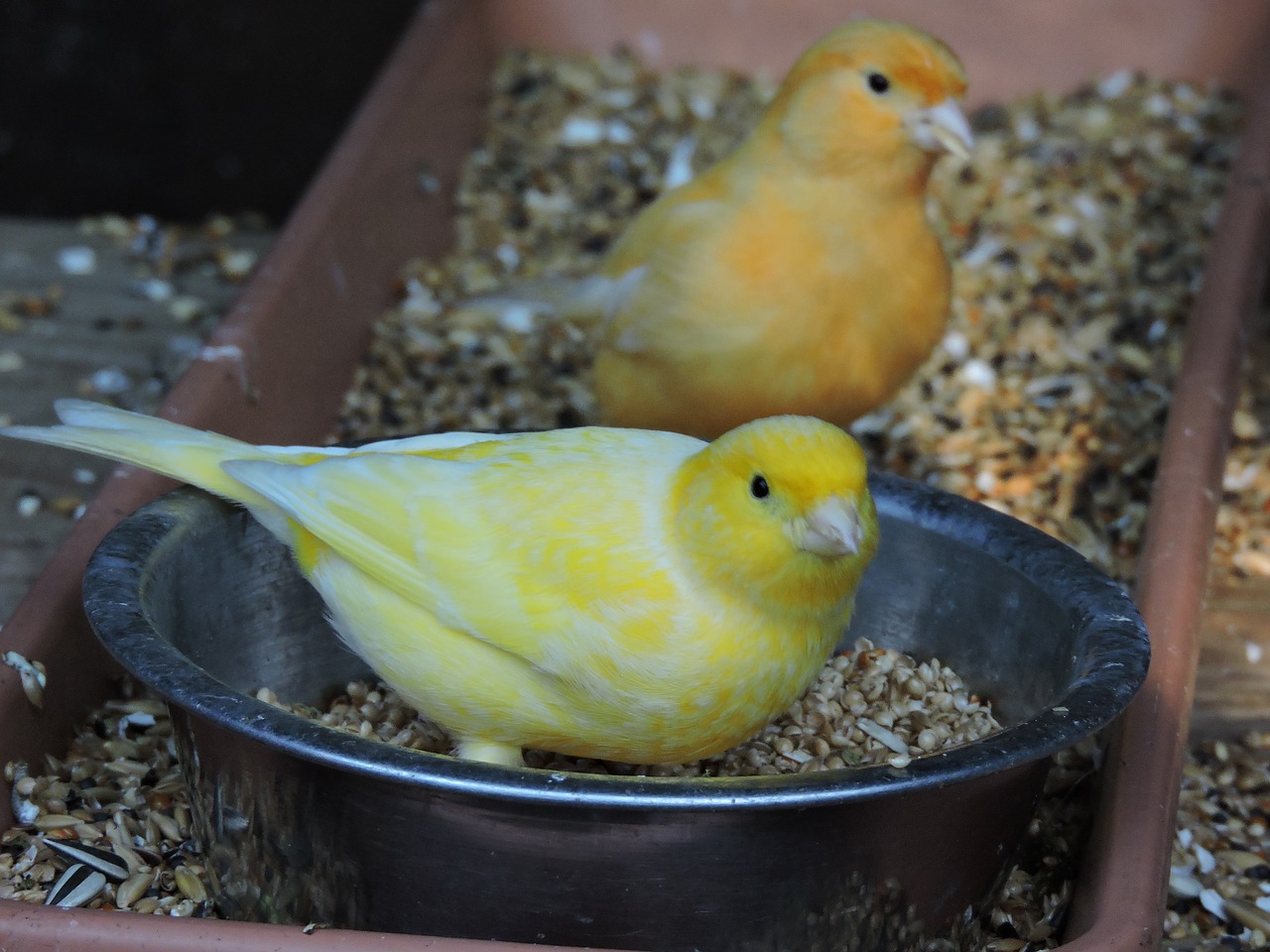 bird yellow aviary free photo