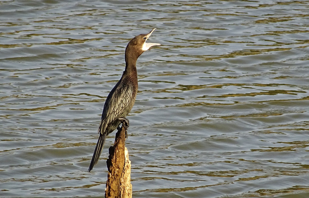 bird water bird little cormorant free photo