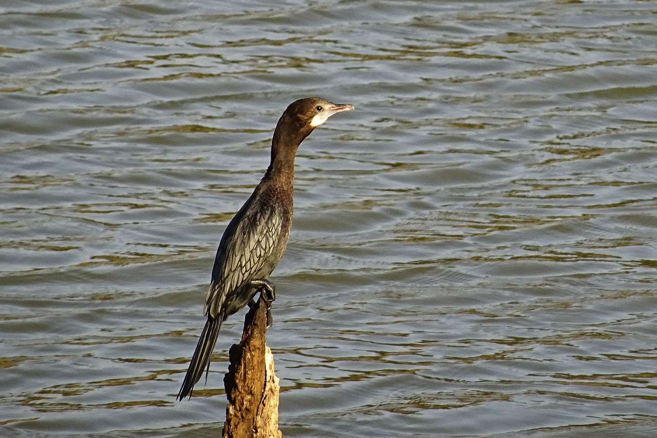 bird water bird little cormorant free photo