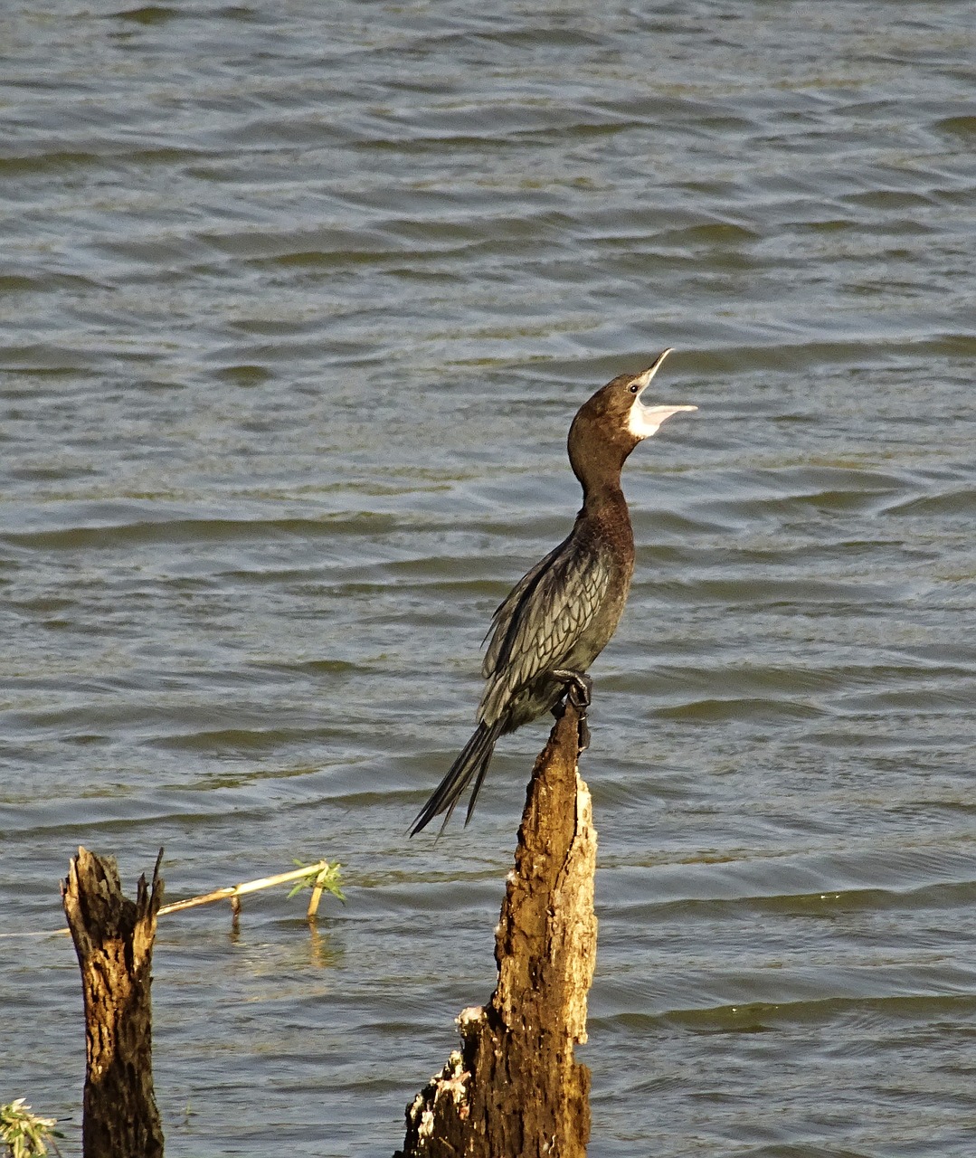 bird water bird little cormorant free photo