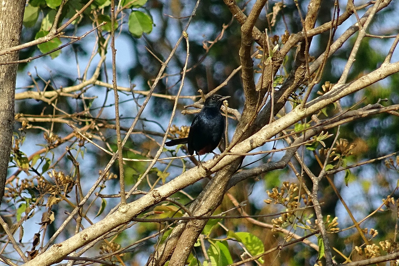 bird robin indian robin free photo