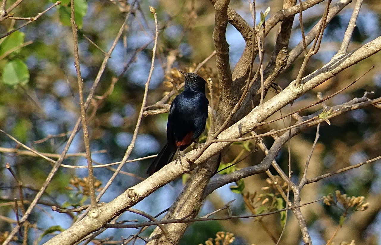 bird robin indian robin free photo