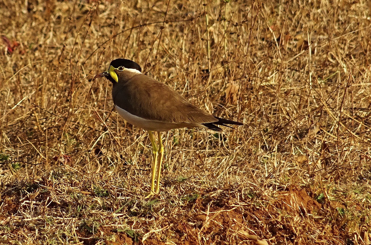 bird yellow-wattled lapwing vanellus malabaricus free photo