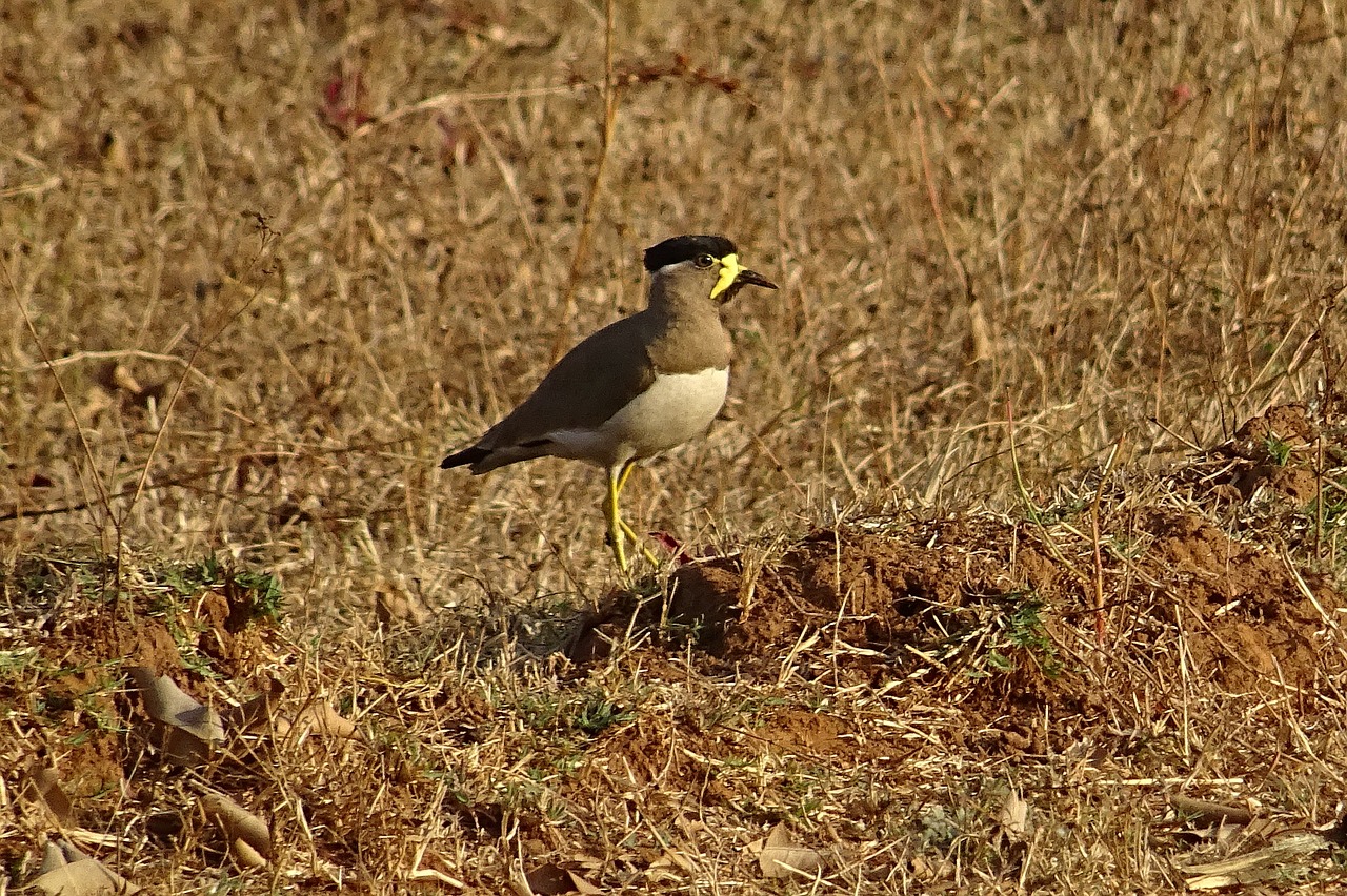 bird yellow-wattled lapwing vanellus malabaricus free photo