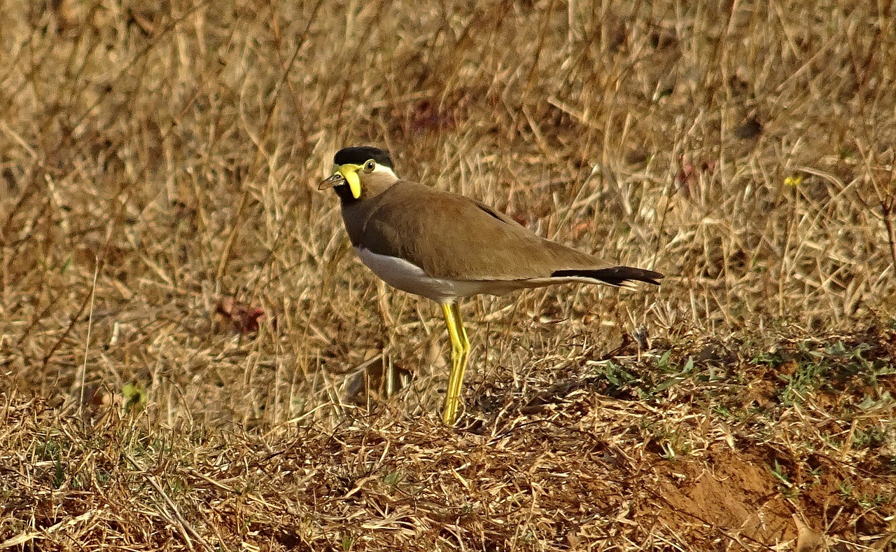 bird yellow-wattled lapwing vanellus malabaricus free photo