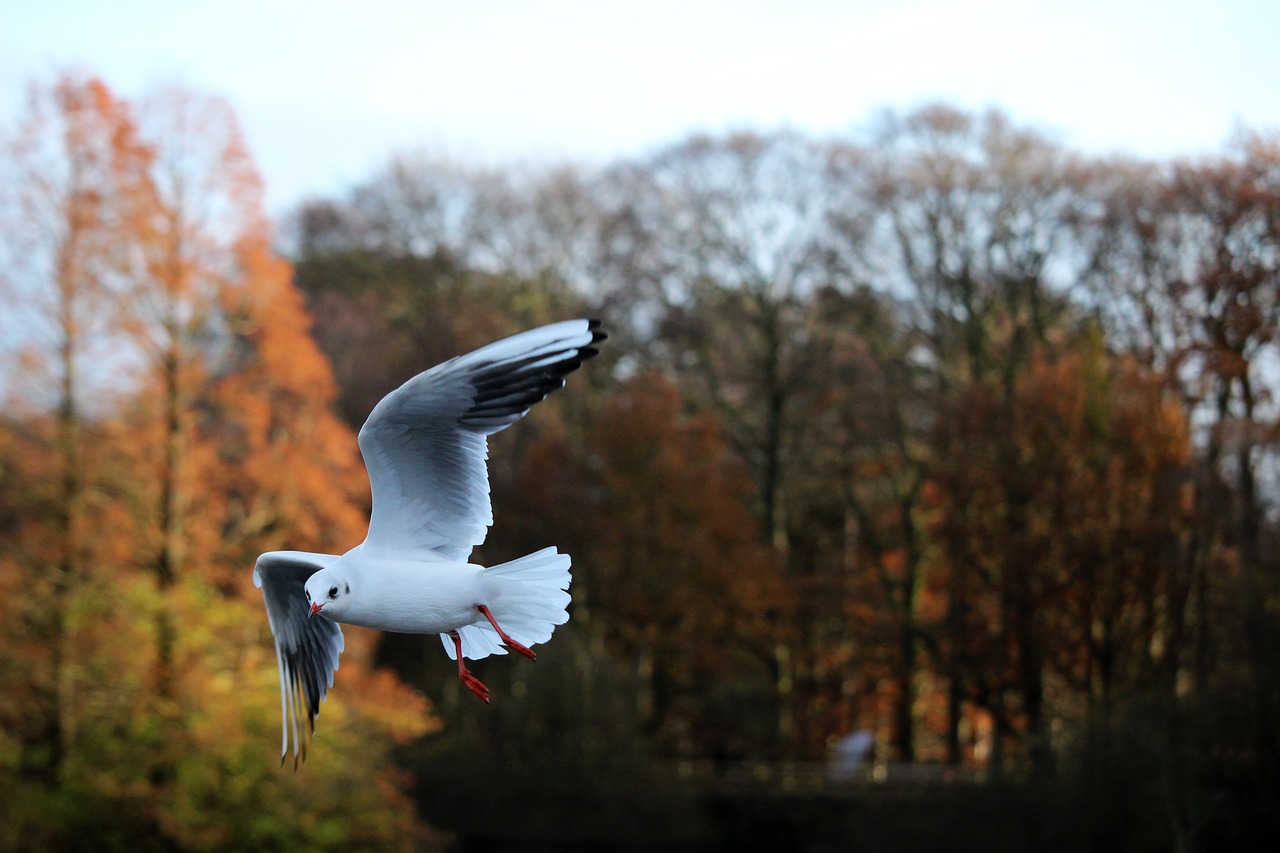 bird flying seagull free photo