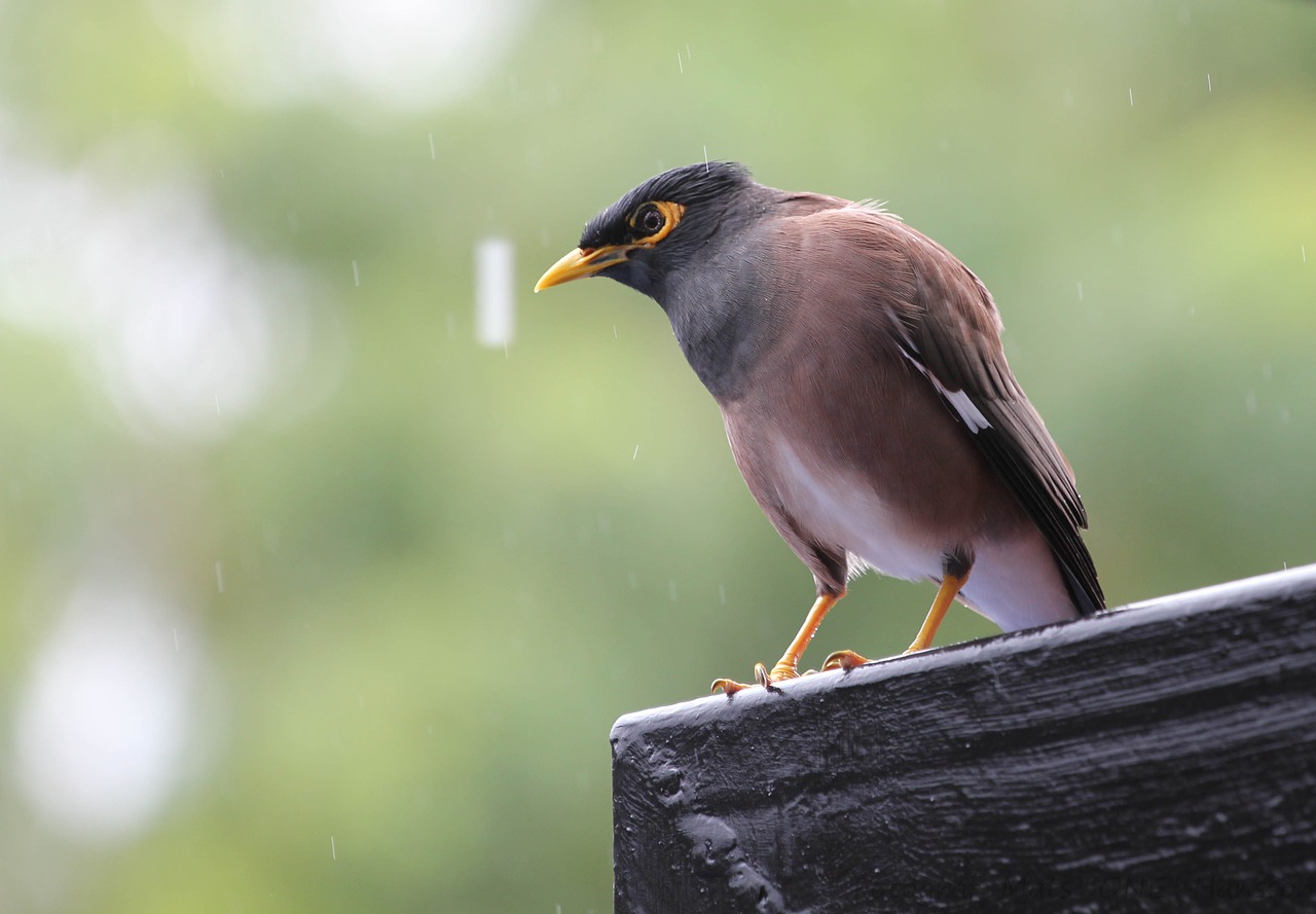 Bird,rain,rest,animals,free pictures - free image from 