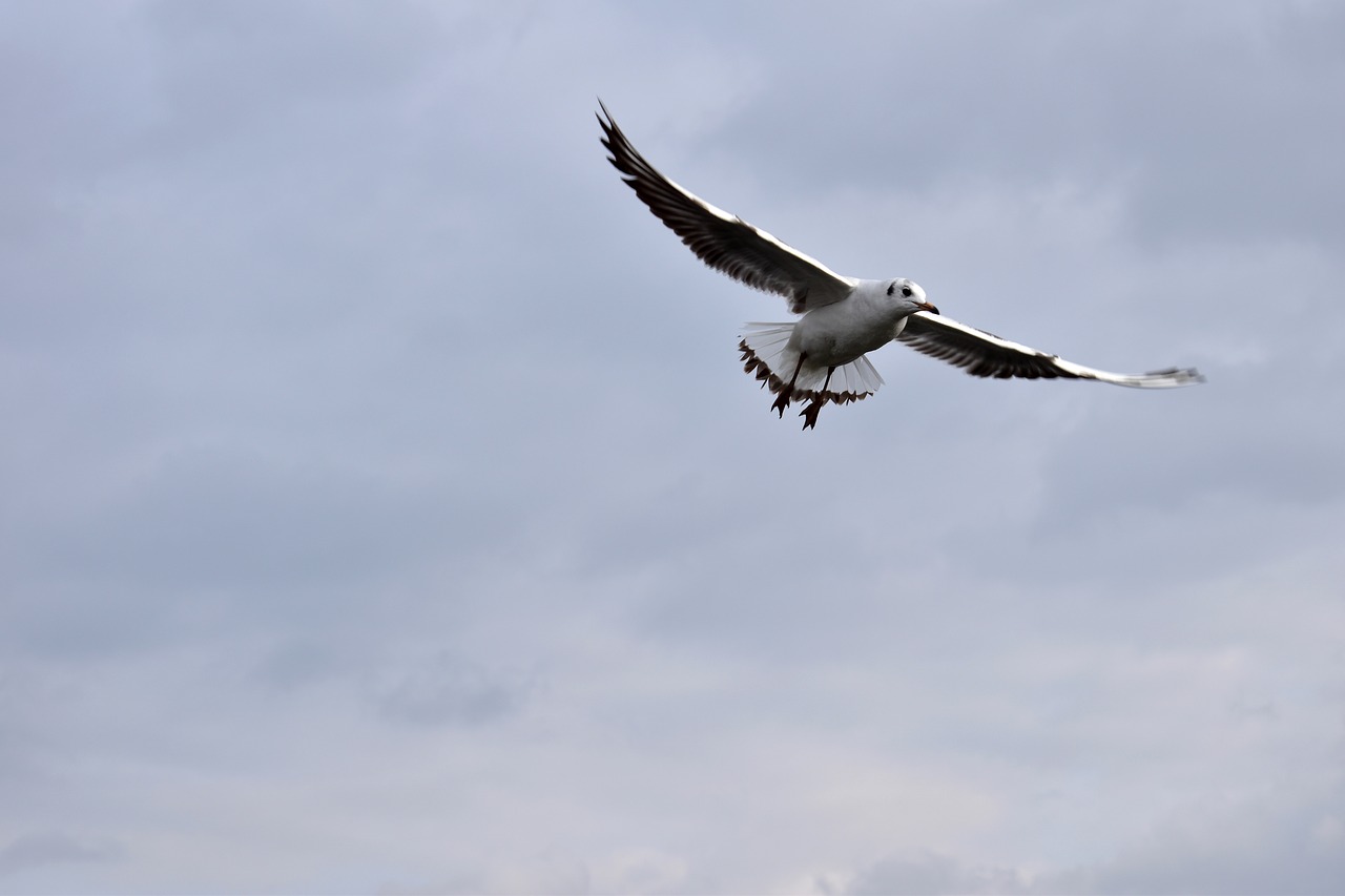 bird the seagull flying free photo
