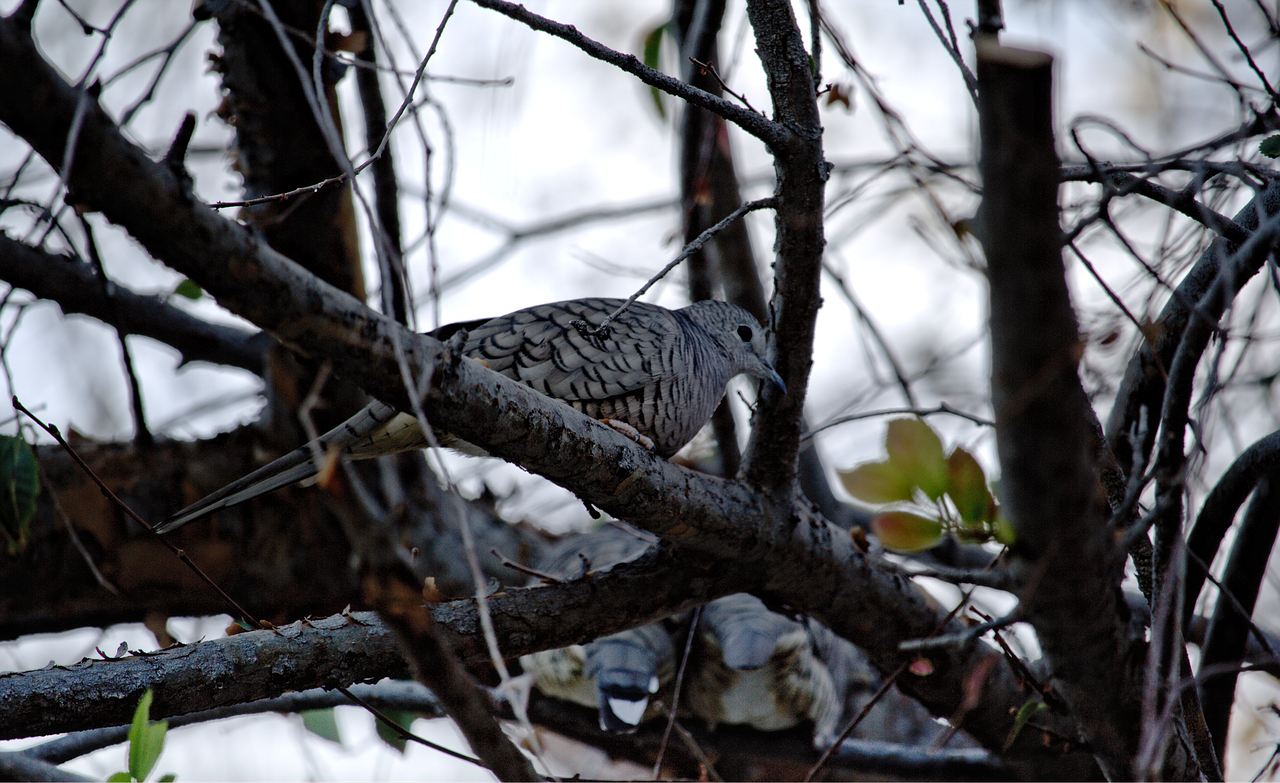 bird branches tree free photo