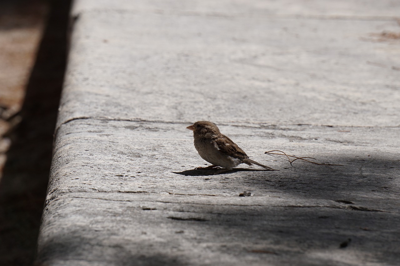 bird park spain free photo