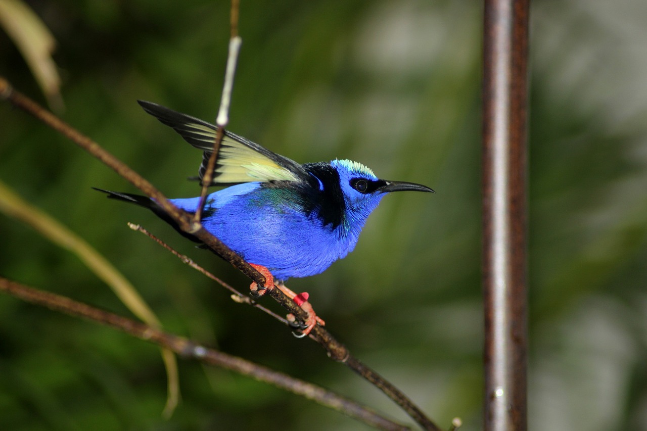 bird exotic color free photo