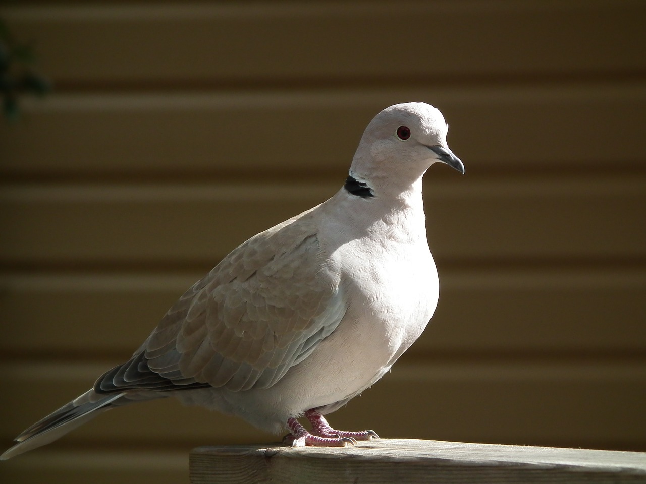 bird dove close up free photo