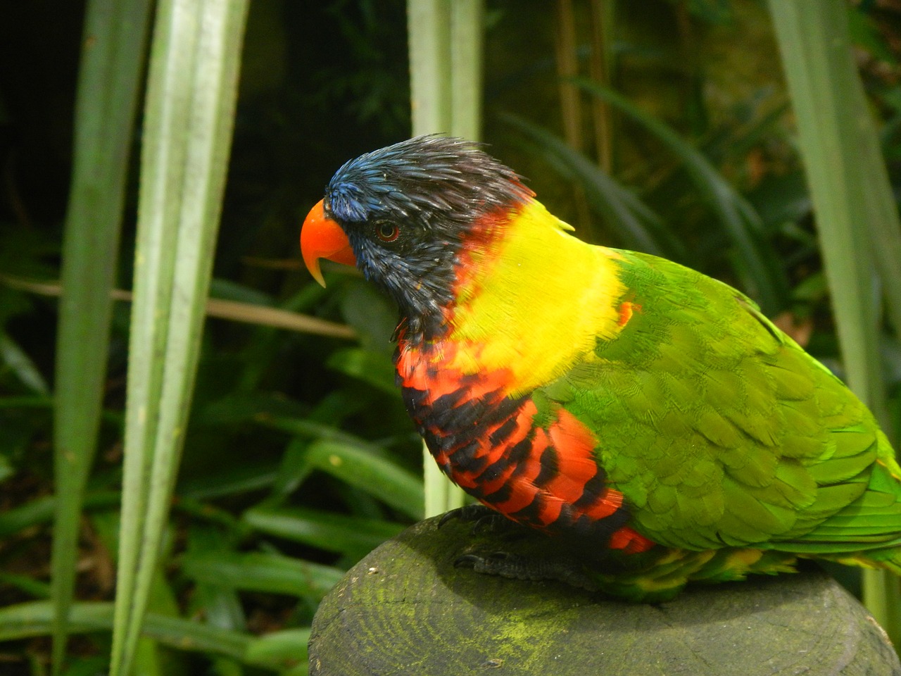 bird guadeloupe tropical free photo