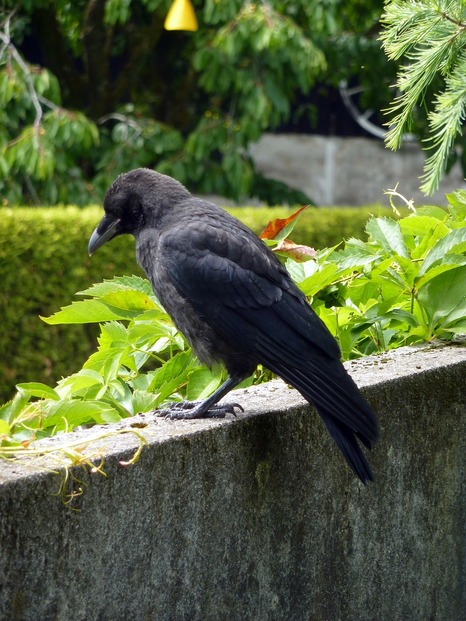 bird black crow free photo