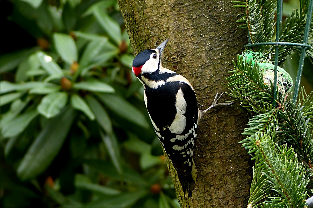 bird great spotted woodpecker dendrocopos major free photo
