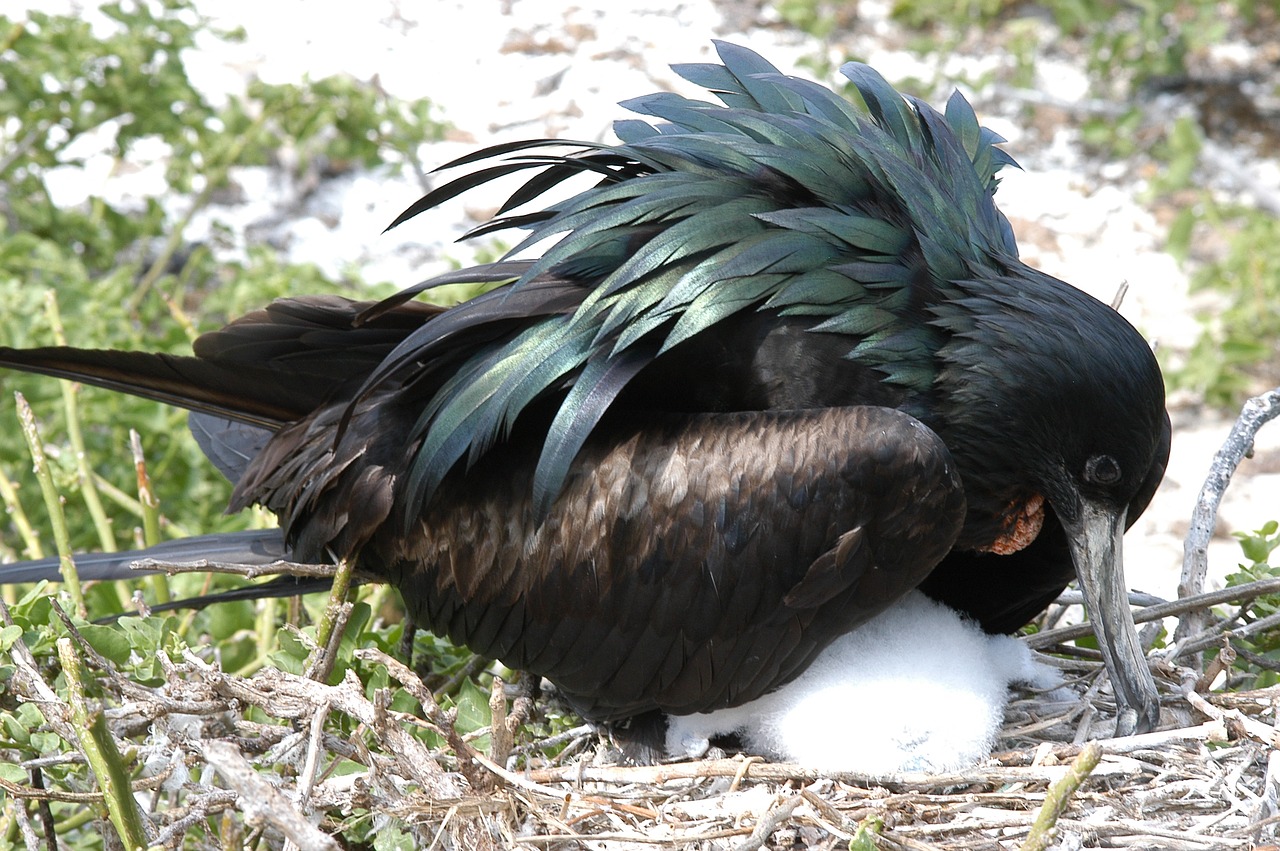 bird galapagos nest free photo