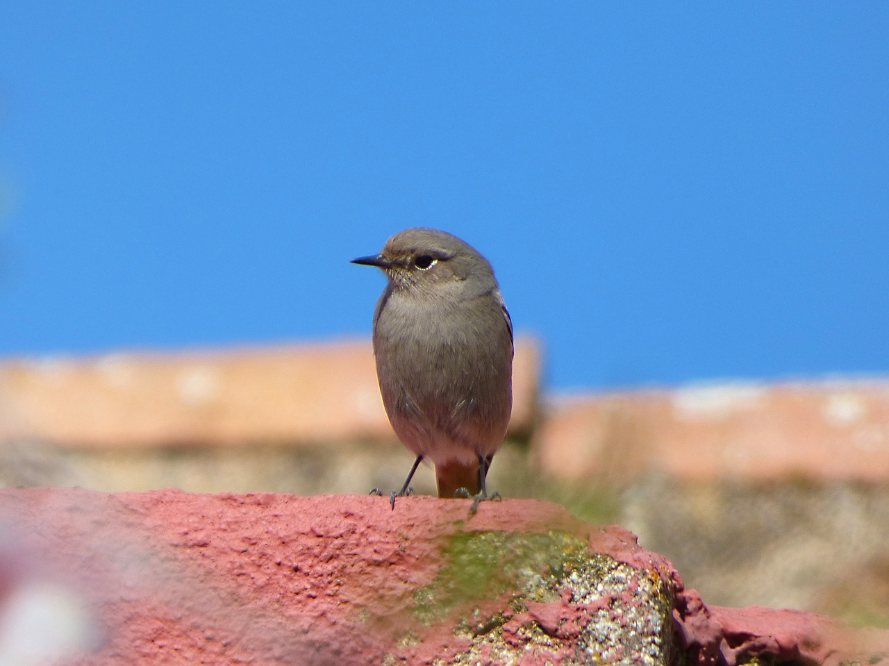 bird roof black redstart free photo