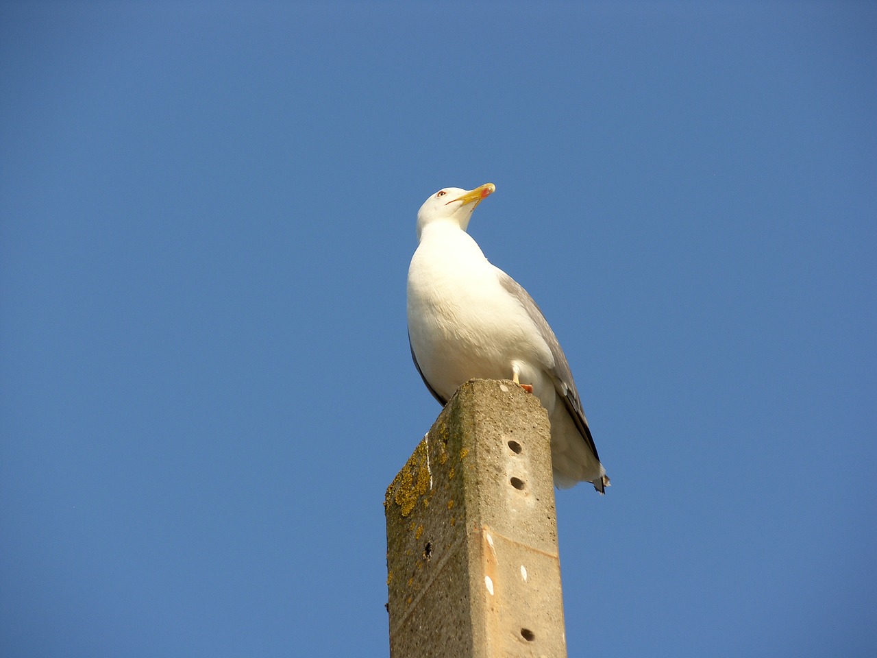 bird nature sky free photo