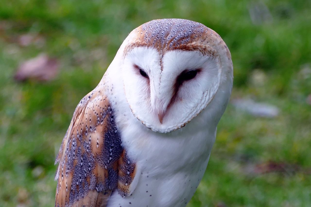 bird barn owl owl free photo