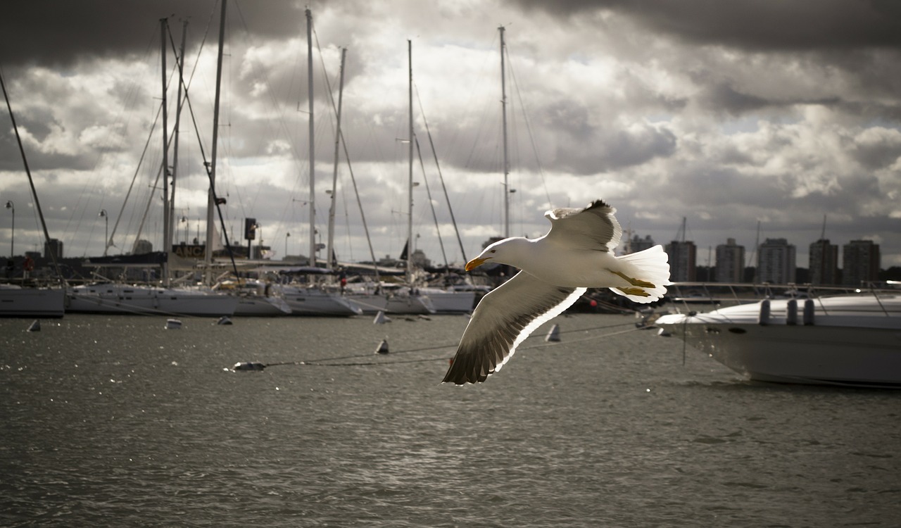 bird seagull ave free photo