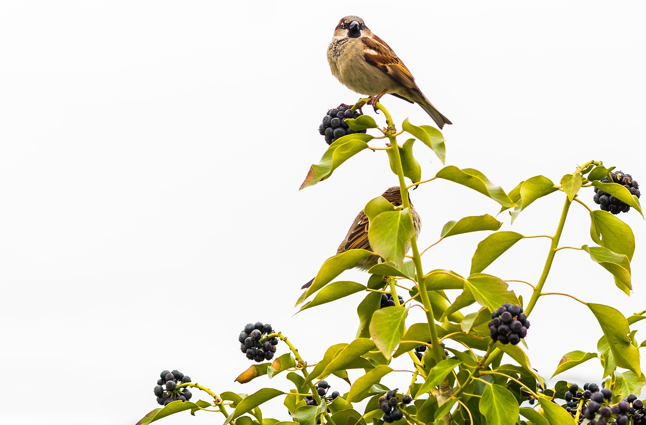 bird nature animal free photo