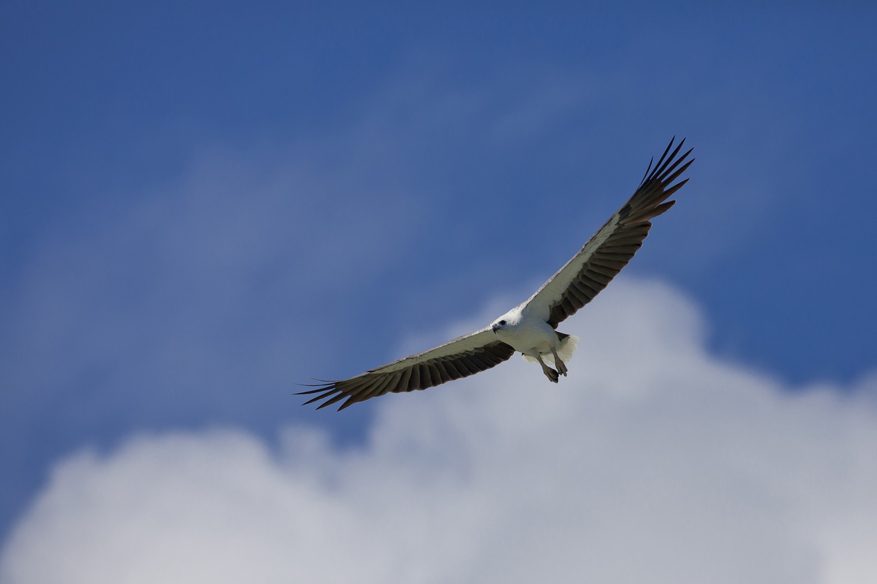 bird white-bellied sea eagle flight free photo