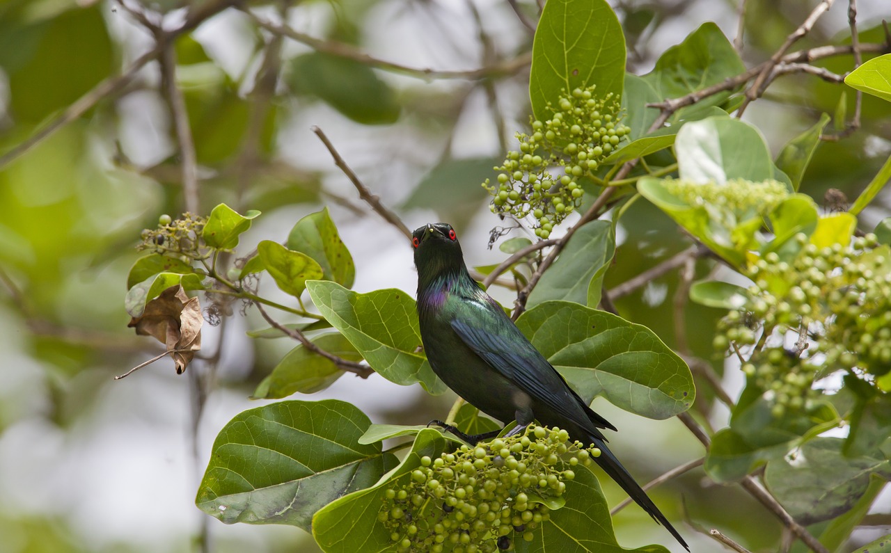 bird red eyes aporonisu metallica free photo