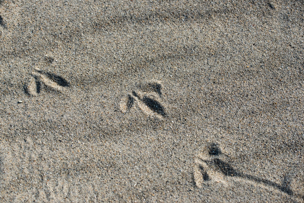bird tracks in the sand beach free photo